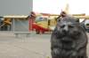 lionstatuewithcanadaircl215_small.jpg