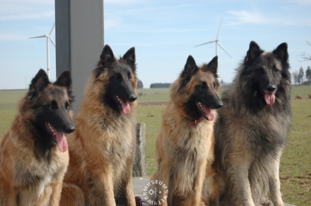 dogs.jpg