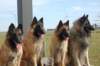 dogs2_small.jpg