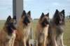 dogs_small.jpg