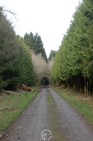 insidetheforest.jpg