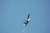 su27flanker3_small.jpg
