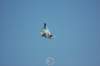 t50counterpartoff22raptor_small.jpg