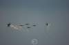 su275_small.jpg